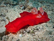 10 Interesting Facts About The Spanish Dancer